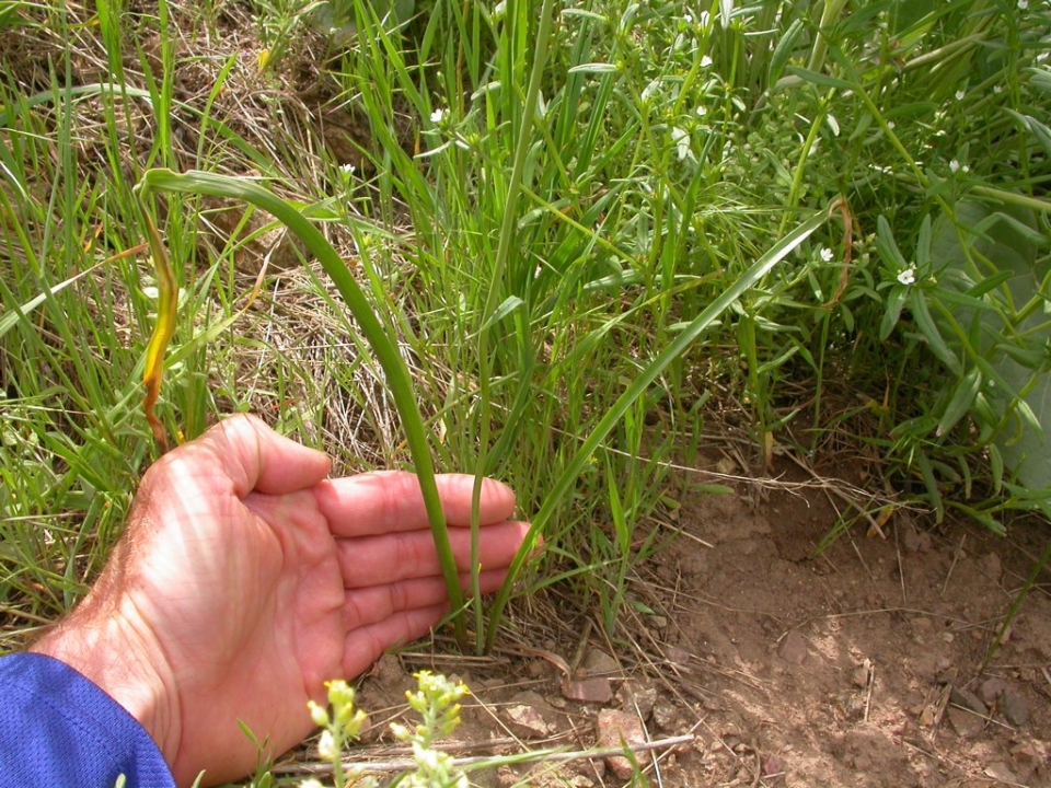 Triteleia grandiflora