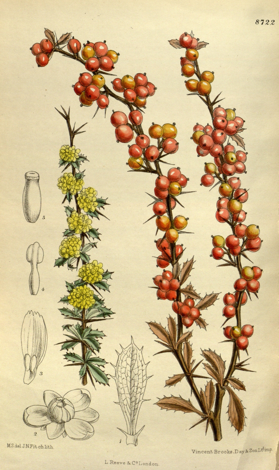 Berberis aggregata