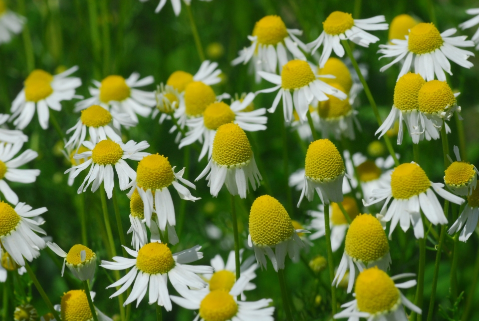 Matricaria chamomilla