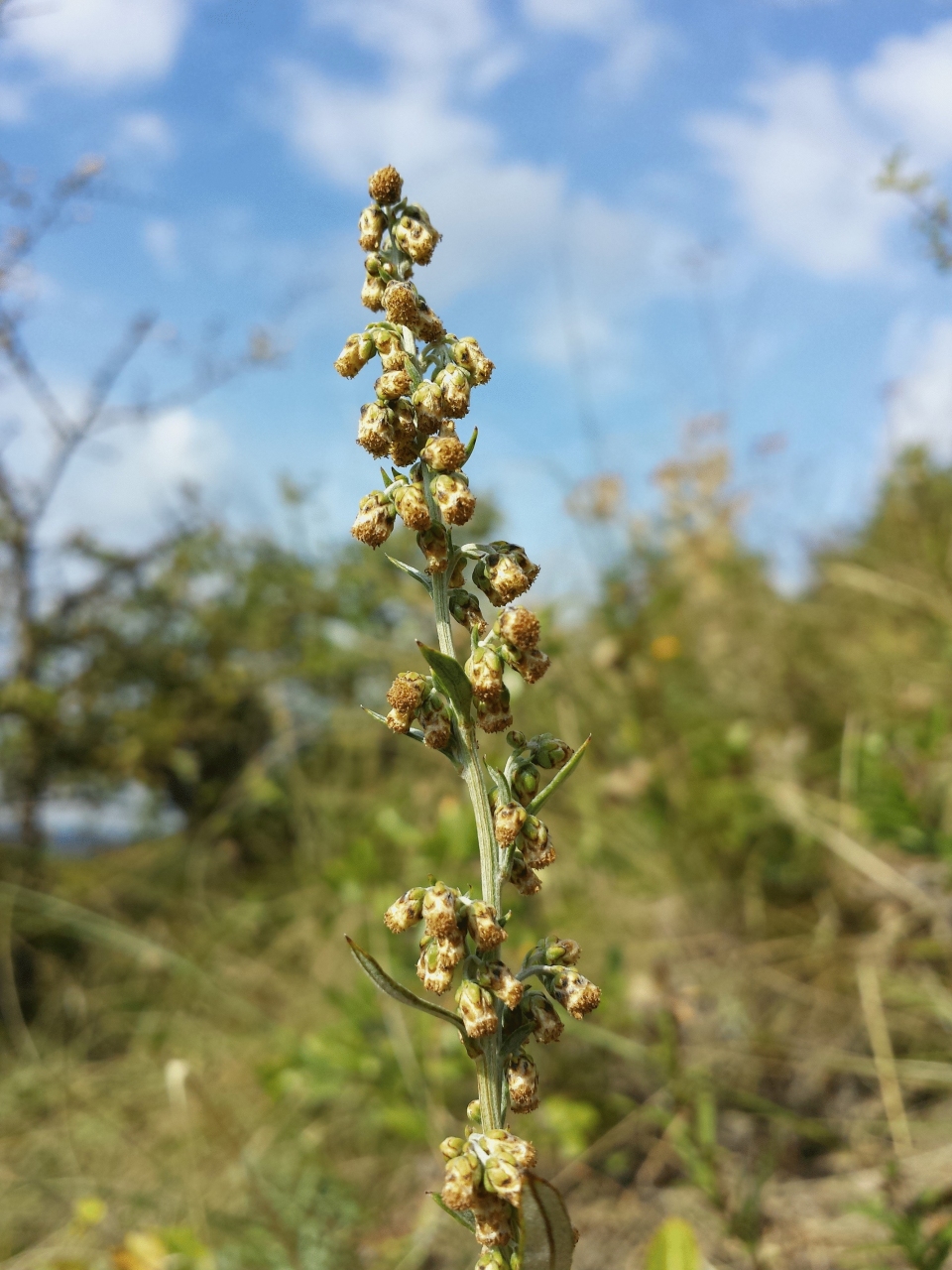 Artemisia pancicii