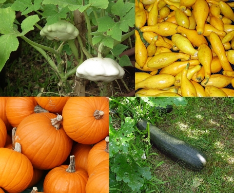 Cucurbita pepo