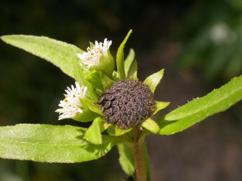 Eclipta prostrata