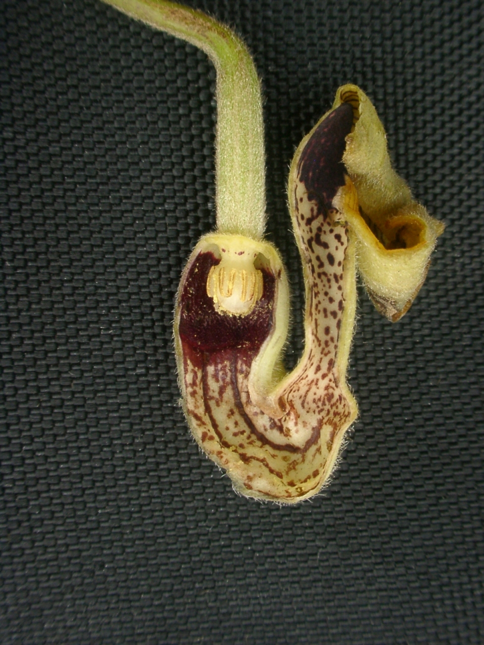 Aristolochia kaempferi