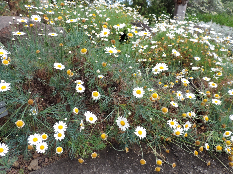 Argyranthemum foeniculaceum