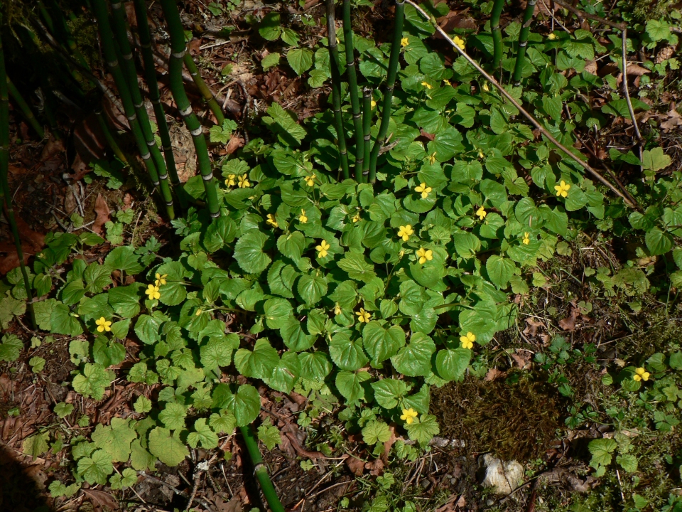 Viola glabella