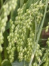 Panicum miliaceum