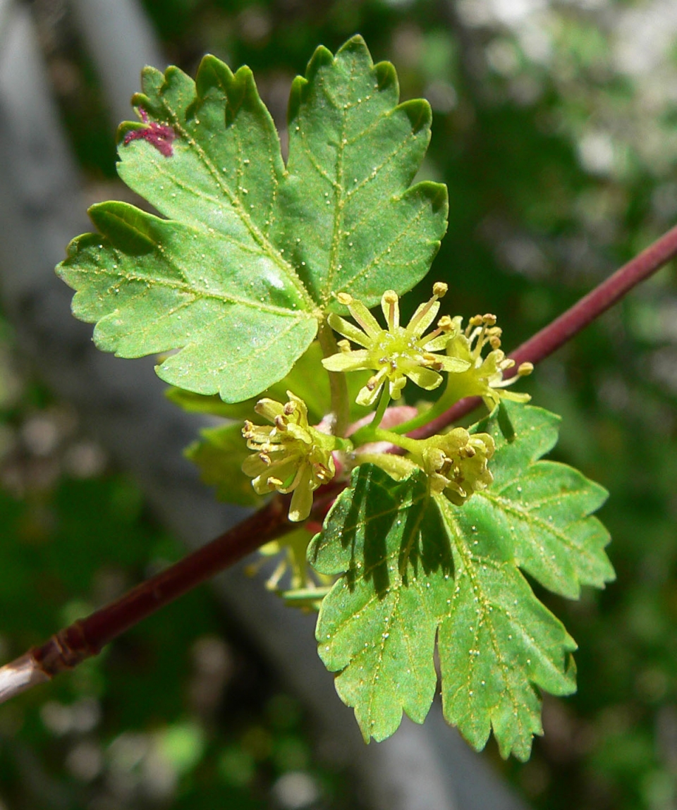 Acer glabrum