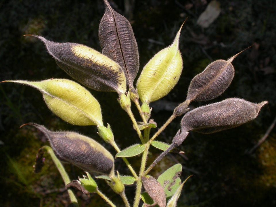 Baptisia bracteata