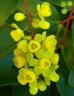 Mahonia gracilis