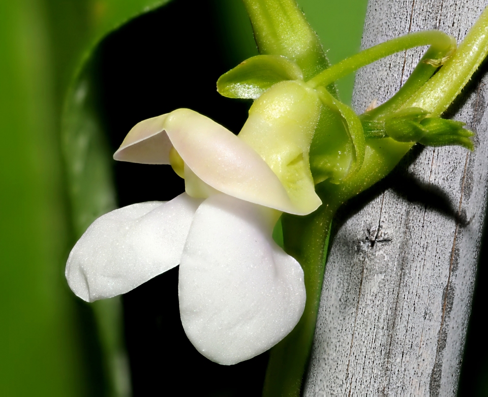 Phaseolus vulgaris