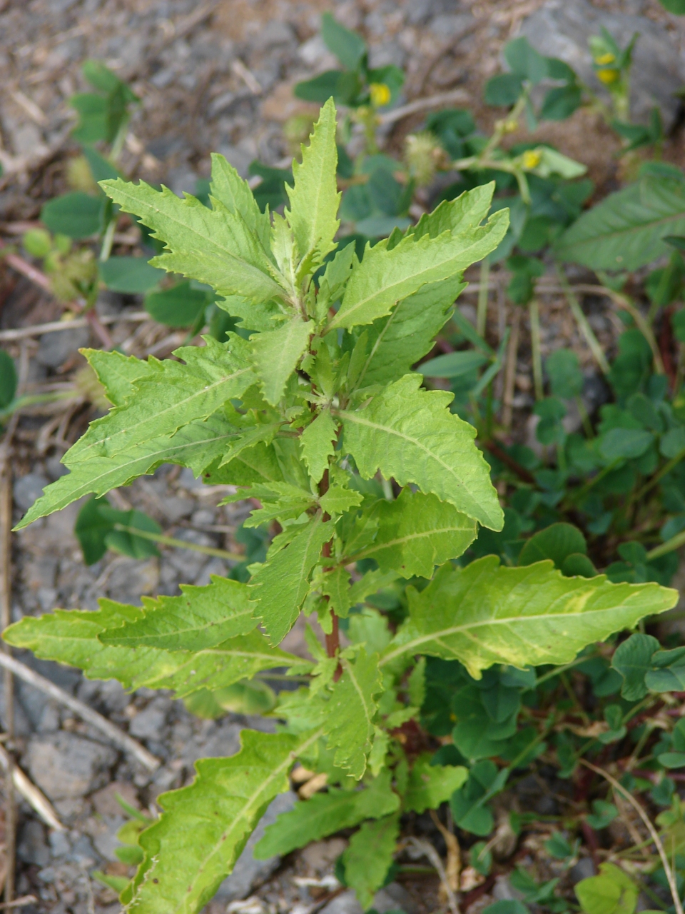 Dysphania ambrosioides