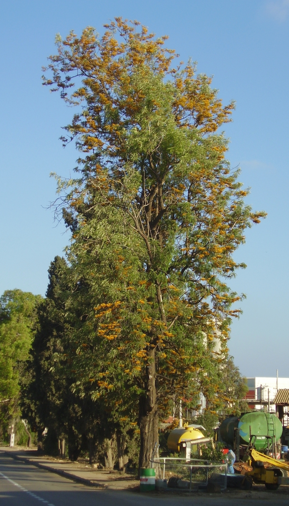 Grevillea robusta