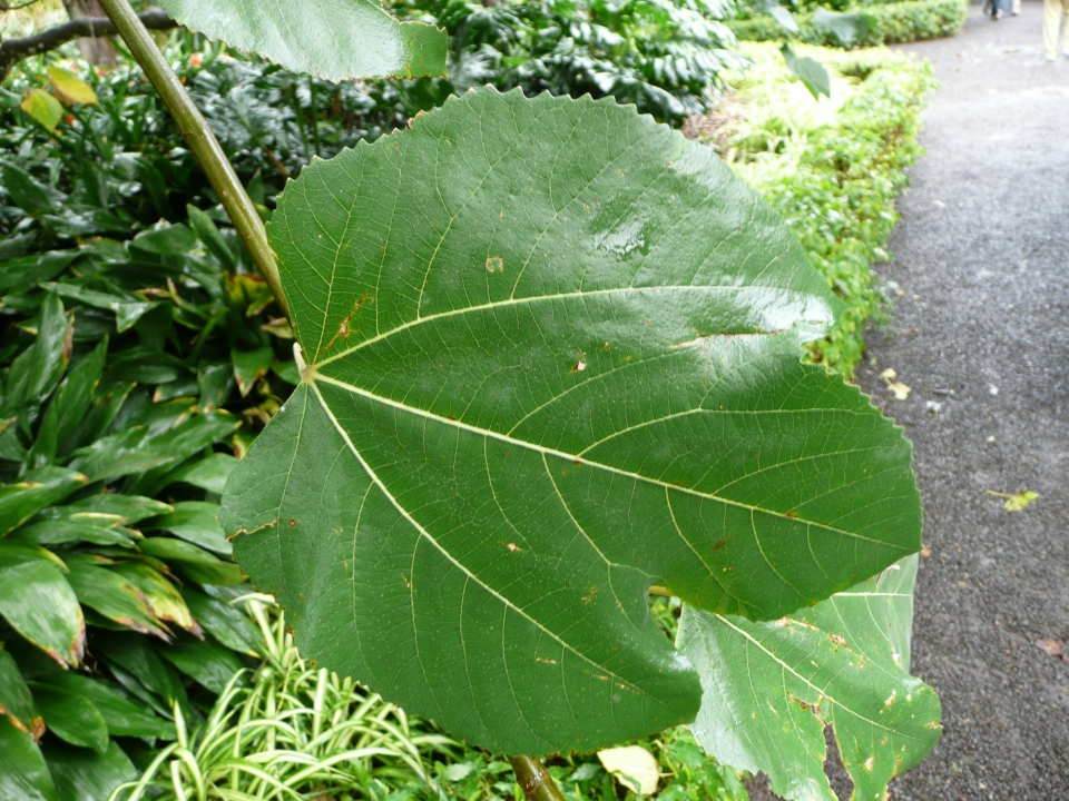 Ficus palmata