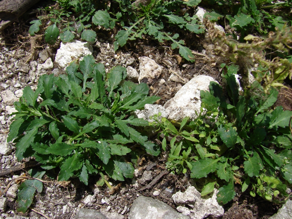 Lepidium virginicum