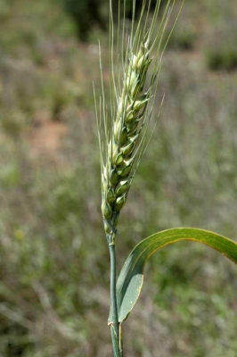 Triticum aestivum