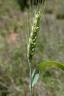 Triticum aestivum