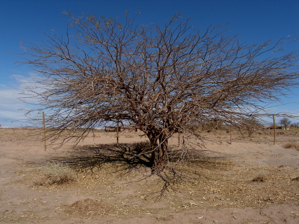 Prosopis alba