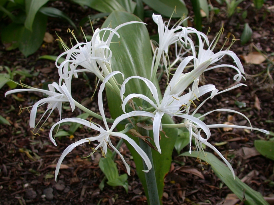 Crinum asiaticum