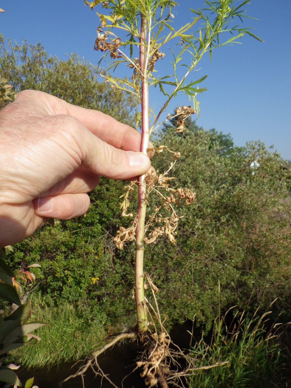 Artemisia biennis