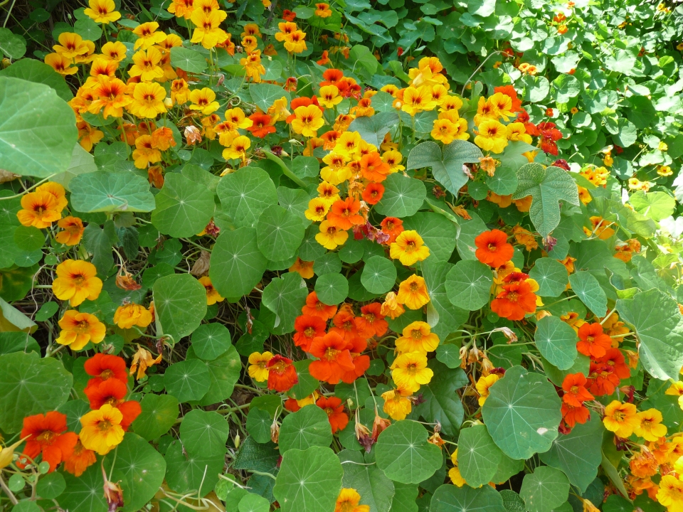 Tropaeolum majus