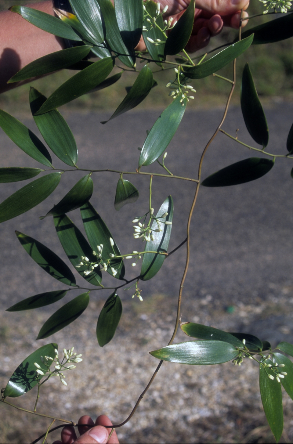 Geitonoplesium cymosum