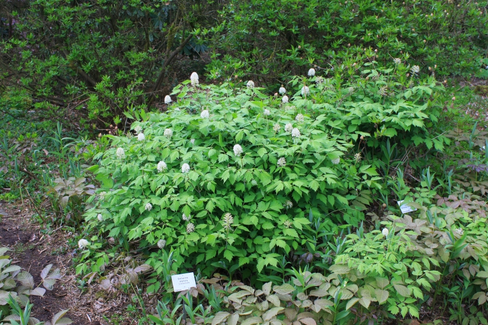 Actaea pachypoda