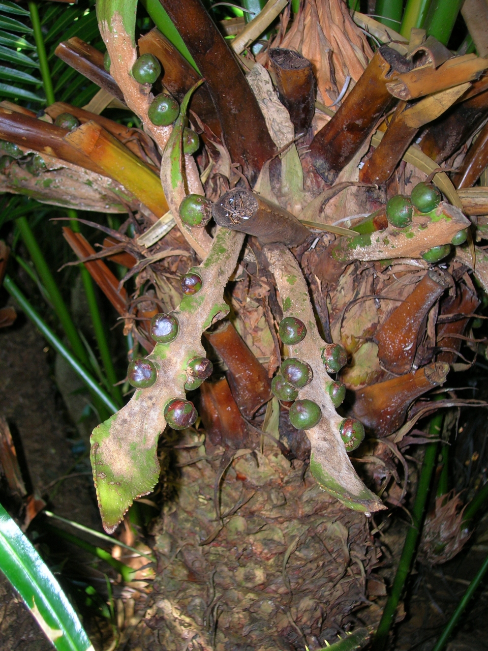 Cycas circinalis