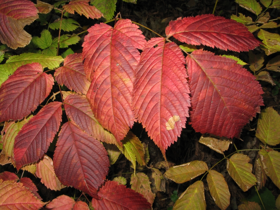 Aruncus dioicus