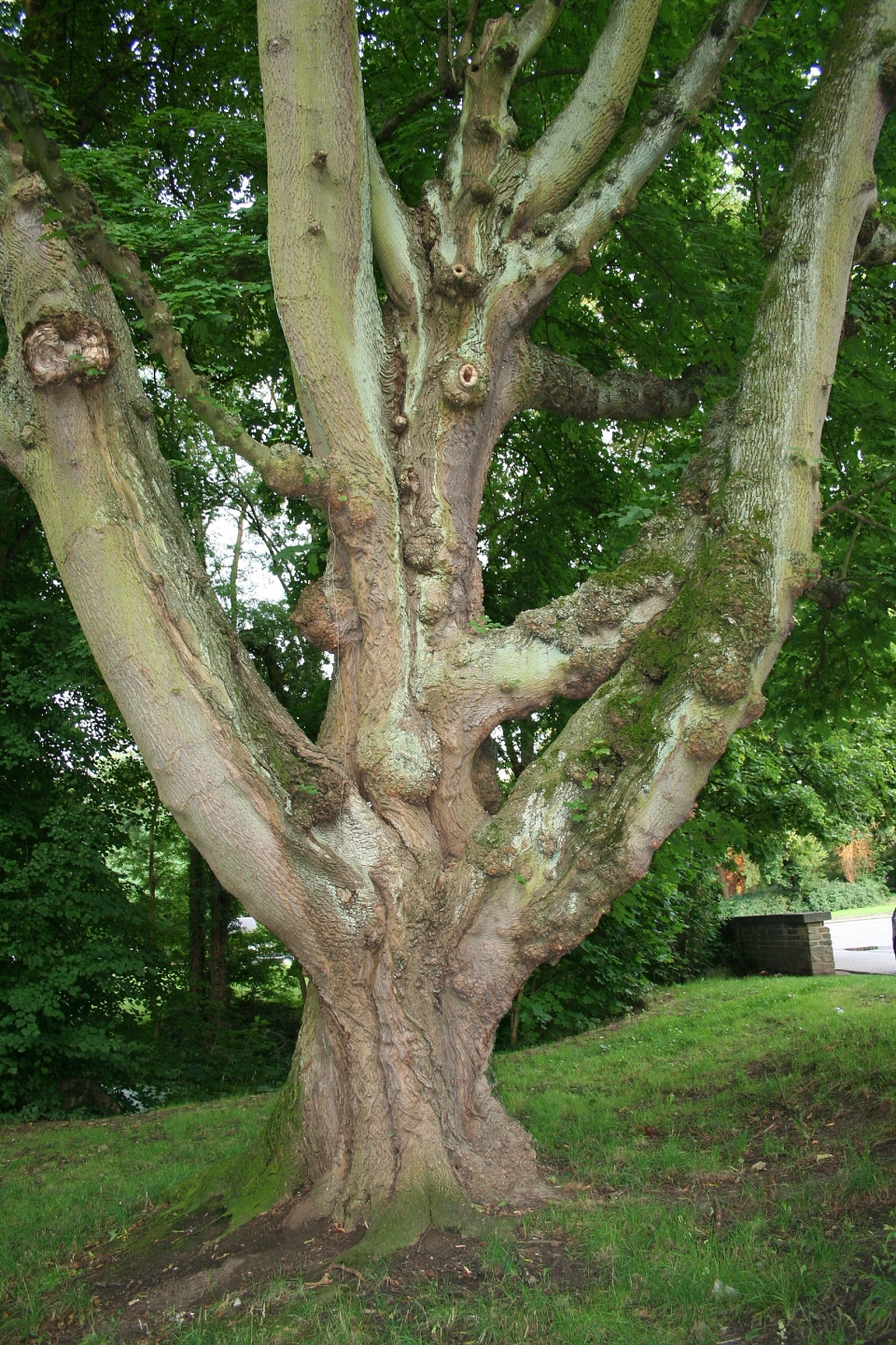 Acer platanoides