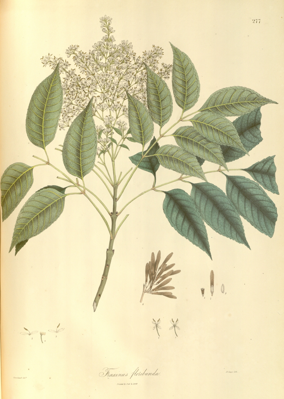 Fraxinus floribunda