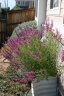 Agastache cana