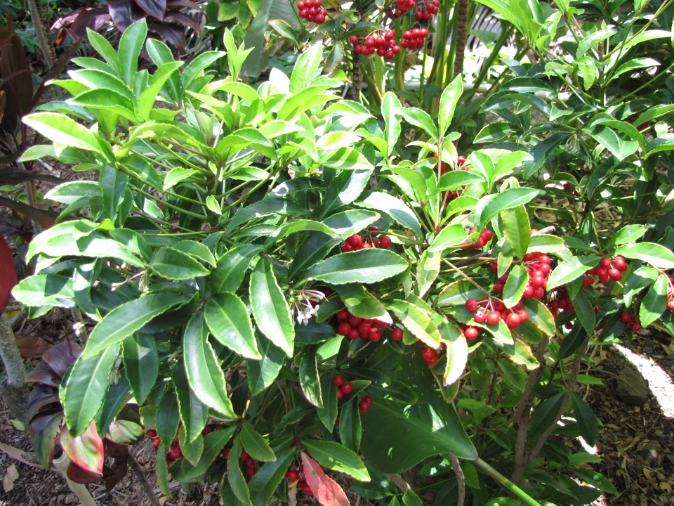 Ardisia crenata