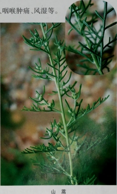 Artemisia brachyloba