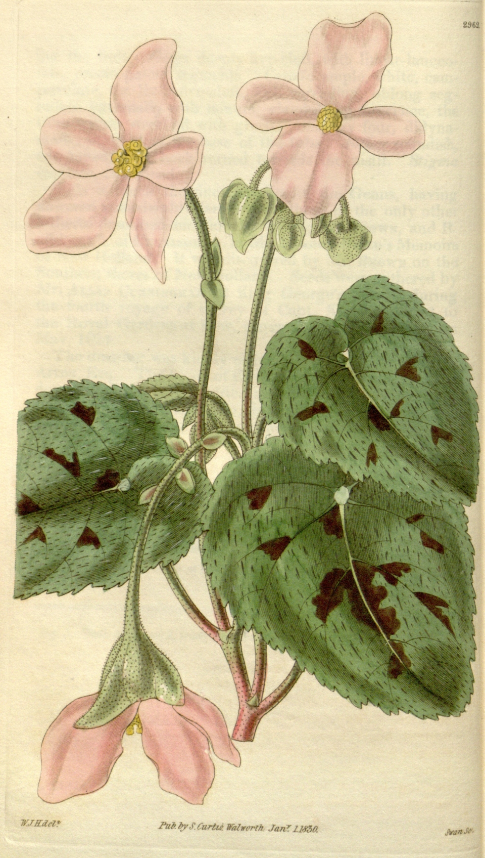 Begonia picta