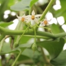 Solanum betaceum