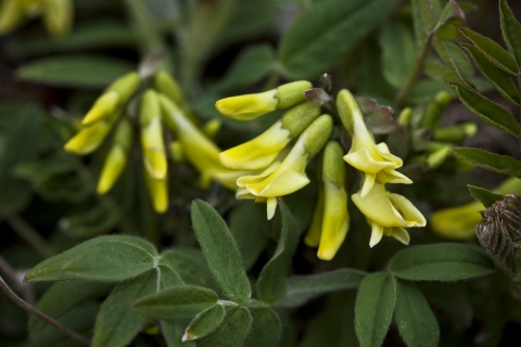 Astragalus umbellatus