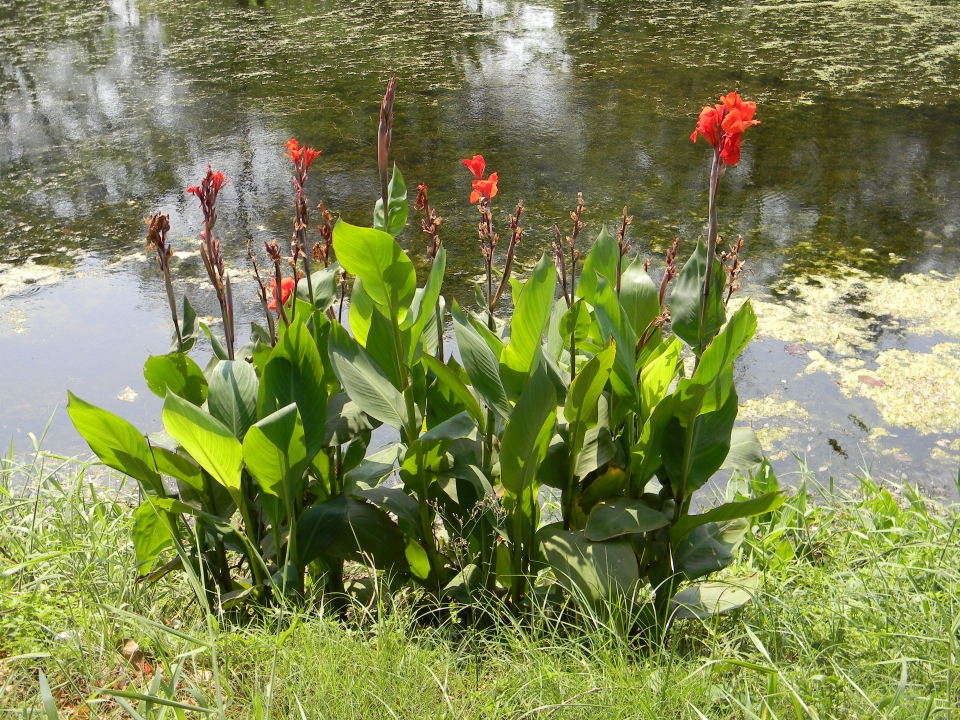 Canna indica