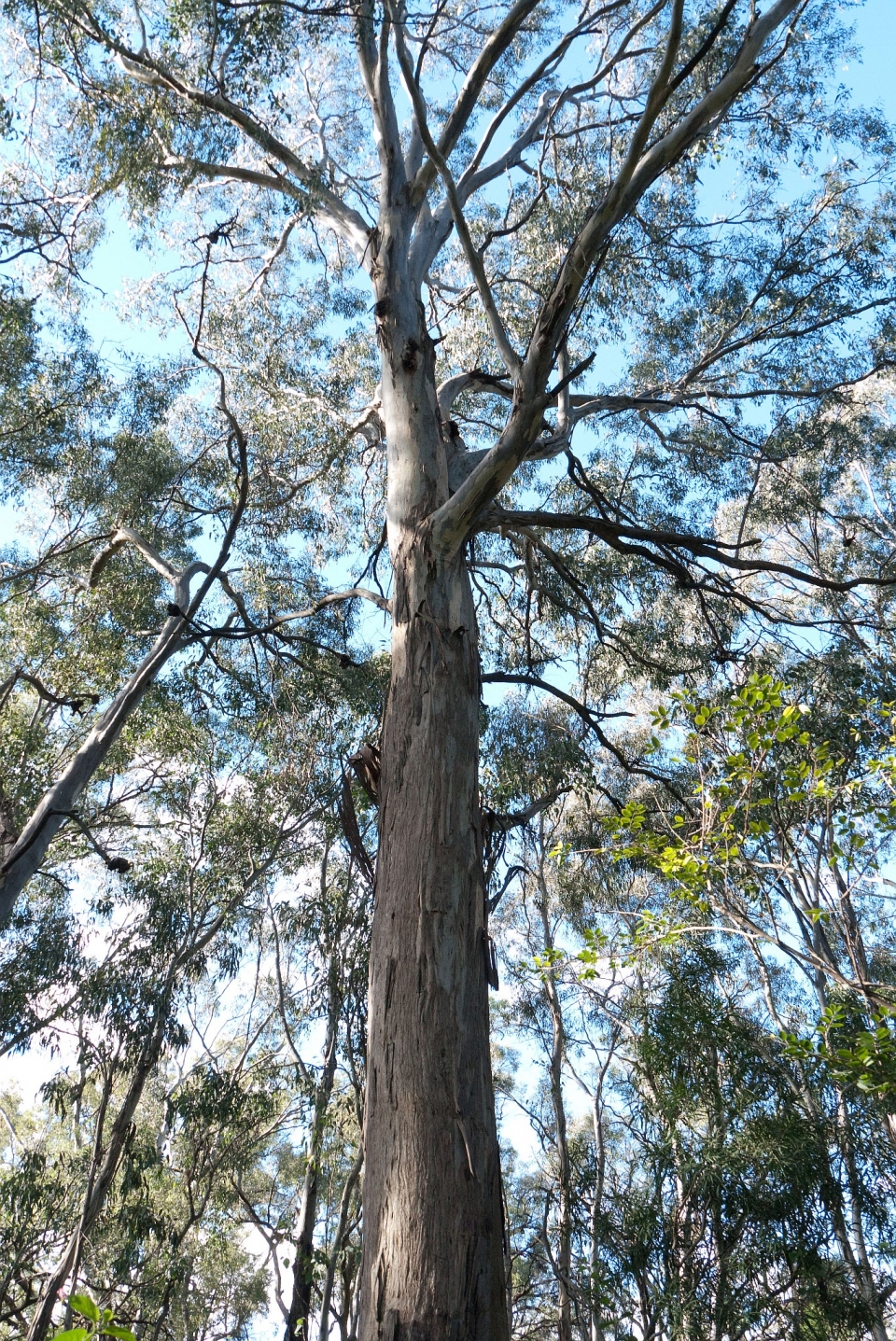 Eucalyptus tereticornis