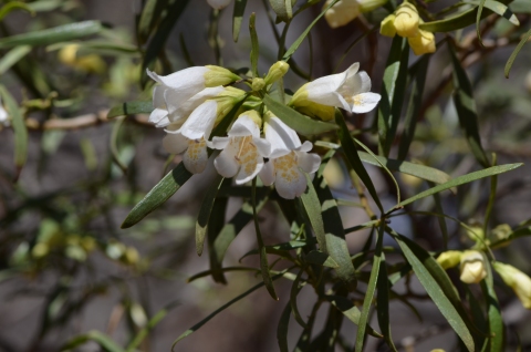 Eremophila mitchellii