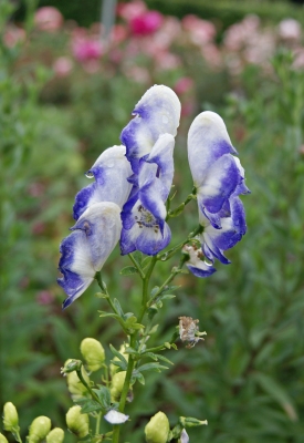 Aconitum × cammarum