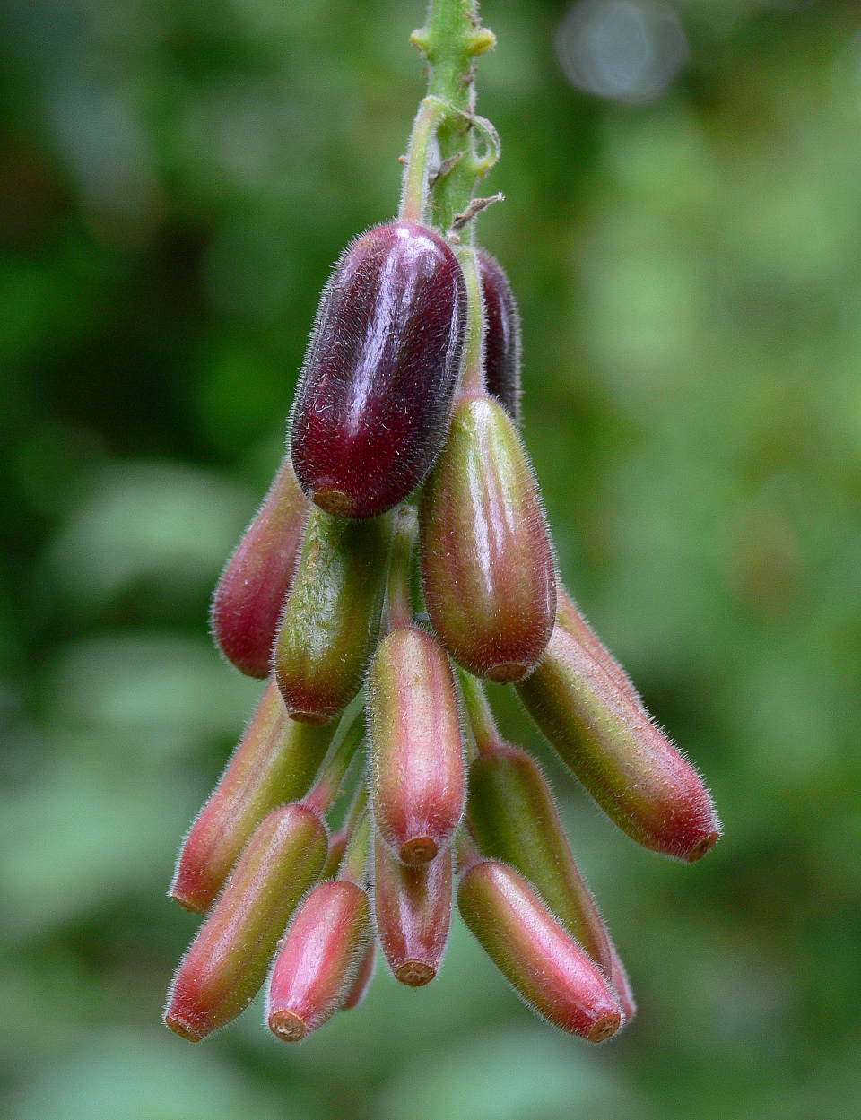 Fuchsia boliviana