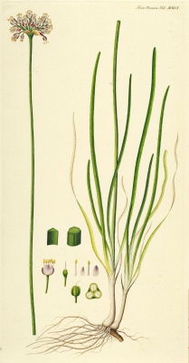 Allium angulosum