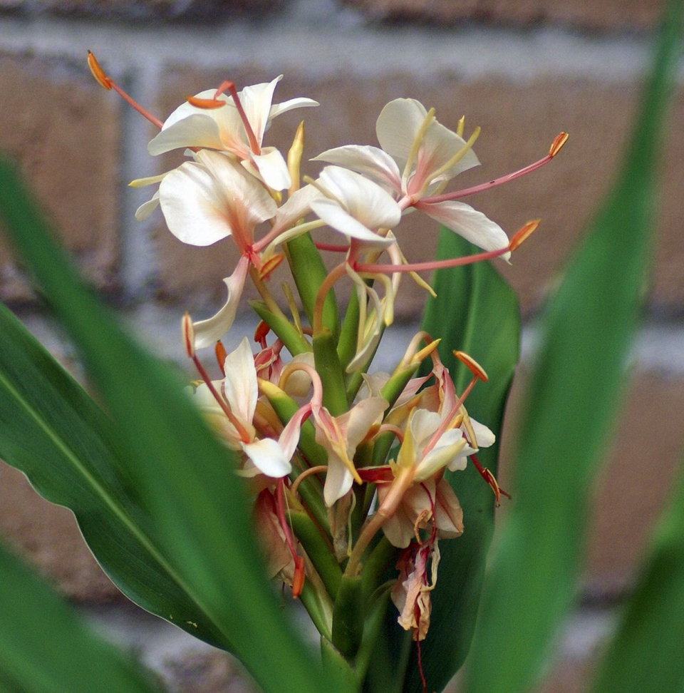 Hedychium coronarium