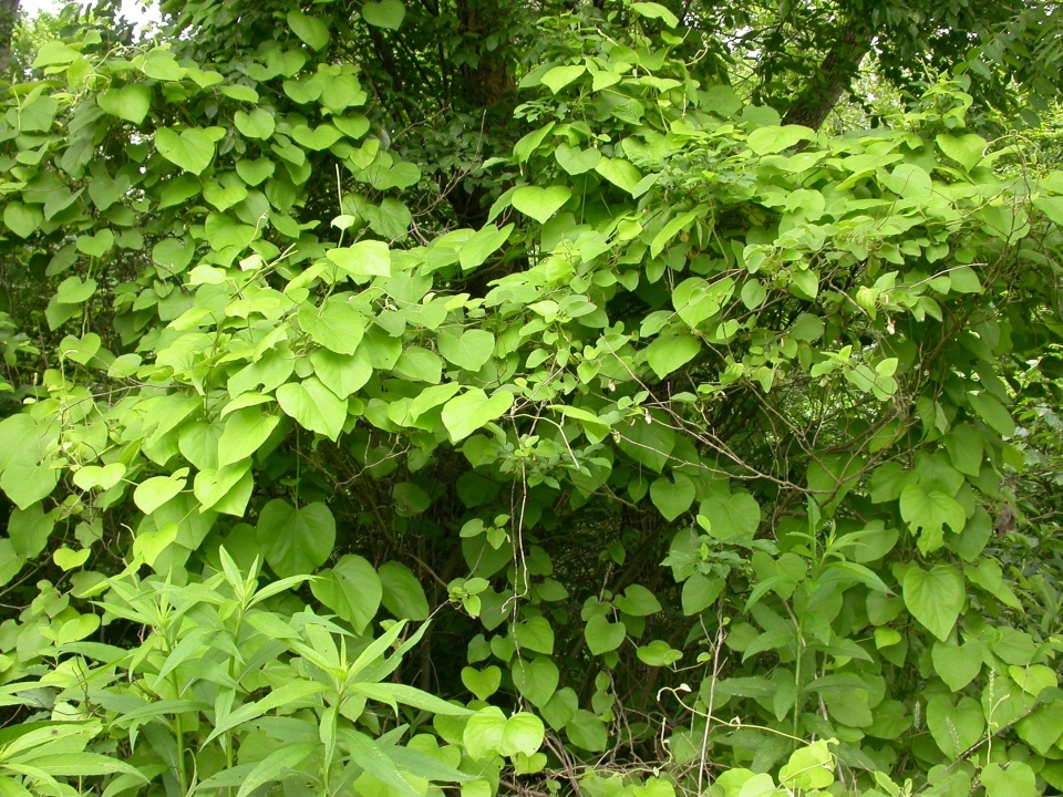 Aristolochia tomentosa