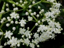 Sambucus javanica