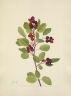 Amelanchier sanguinea