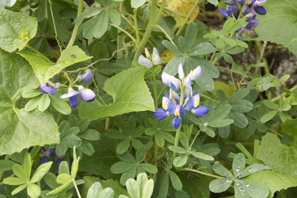 Lupinus mutabilis