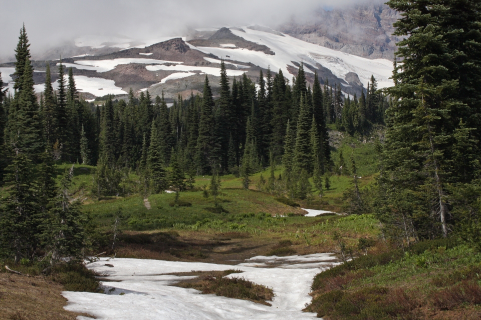 Abies lasiocarpa