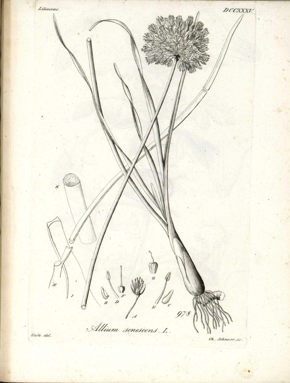 Allium senescens