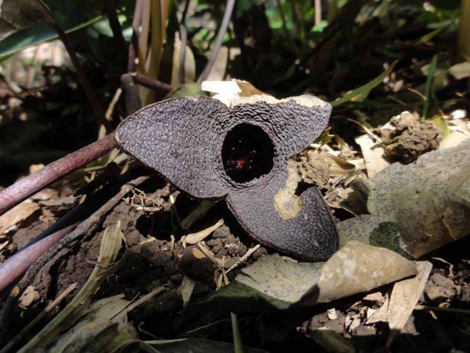 Asarum nipponicum